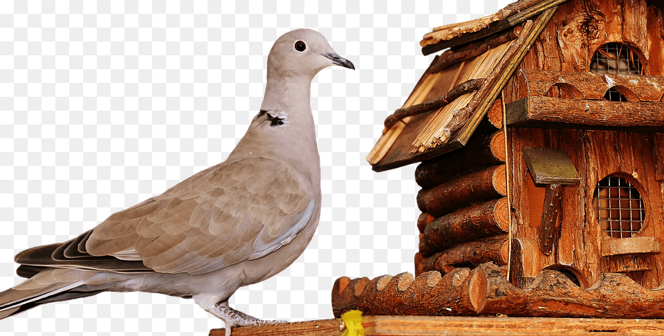 Dove Animal, Bird, Pigeon Png