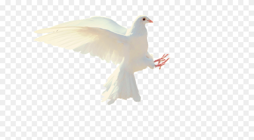 Dove Animal, Bird, Pigeon Free Png