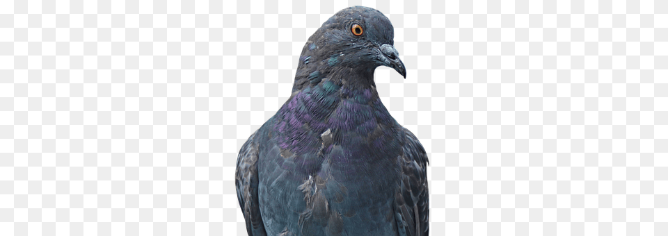 Dove Animal, Bird, Pigeon Free Png