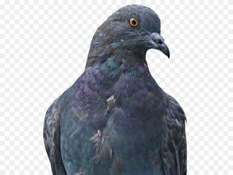 Dove Animal, Bird, Pigeon Free Transparent Png