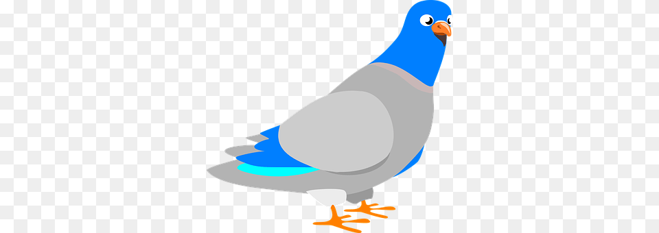 Dove Animal, Bird, Pigeon Free Transparent Png