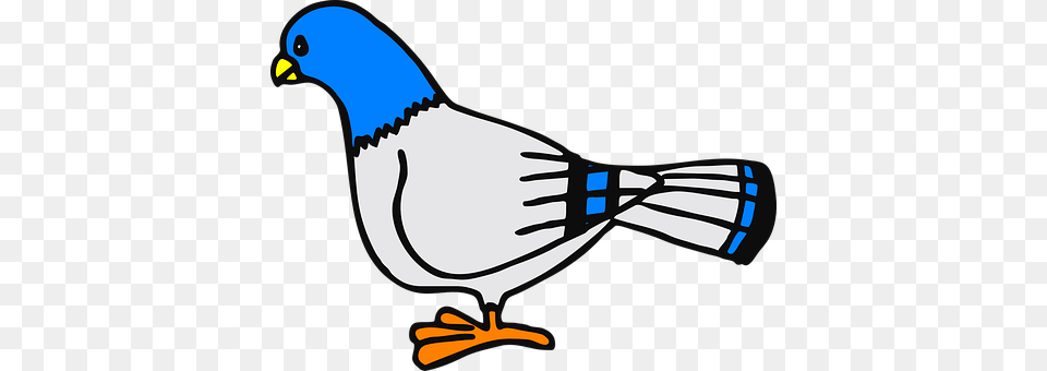 Dove Animal, Bird, Jay, Blue Jay Png Image