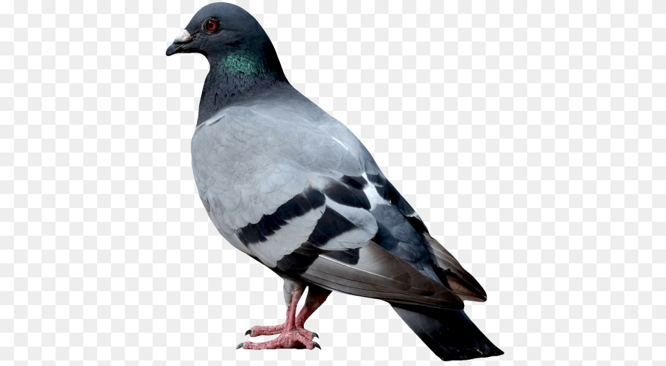 Dove, Animal, Bird, Pigeon Free Transparent Png