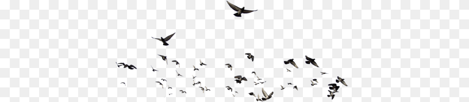 Dove Animalflocks Of Birds Flock Of Birds Psd, Animal, Bird, Flying Png Image