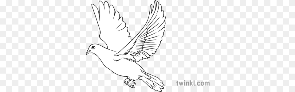 Dove Bird Black And White Illustration Twinkl Bird Images Black And White, Animal, Pigeon Png