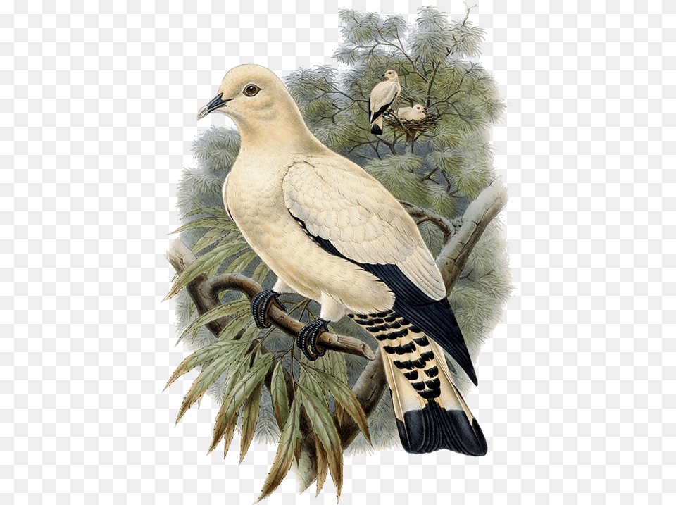 Dove Bird Clipart Pigeons And Doves, Animal, Beak, Bear, Mammal Free Png