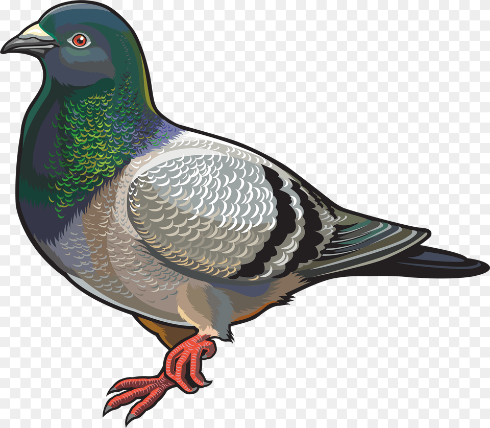 Dove Bird Clipart Animal, Pigeon Free Transparent Png