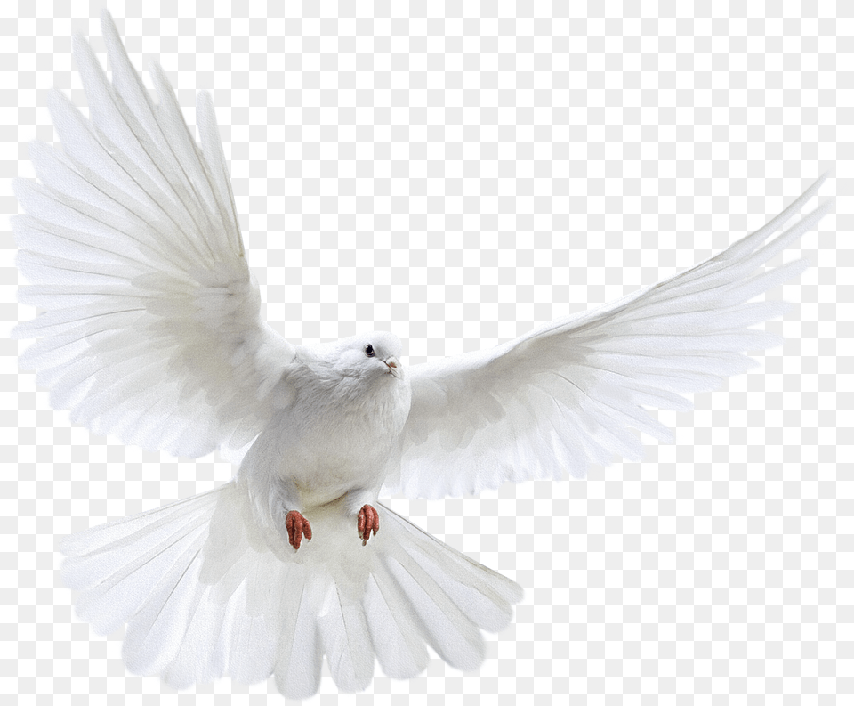 Dove Bird Danish Zehen Ka Background, Animal, Pigeon Png Image