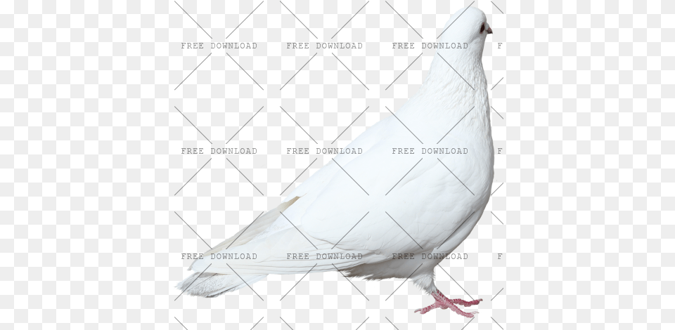 Dove Bird Image With Background Photo 520 Rock Dove, Animal, Pigeon, Fish, Sea Life Png