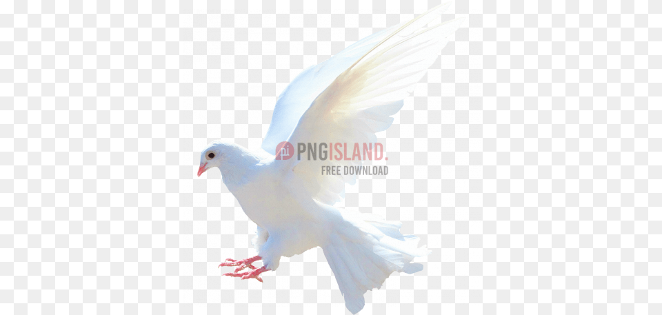 Dove Bird With Dove Images In, Animal, Pigeon Png Image