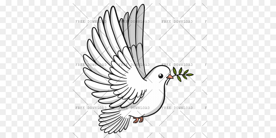 Dove Bird Image With Transparent Background, Animal, Pigeon Free Png