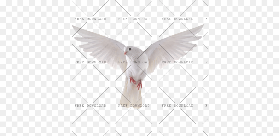 Dove Bird Image With Transparent Background Photo 517 Transparent Background Dove, Animal, Pigeon Free Png Download