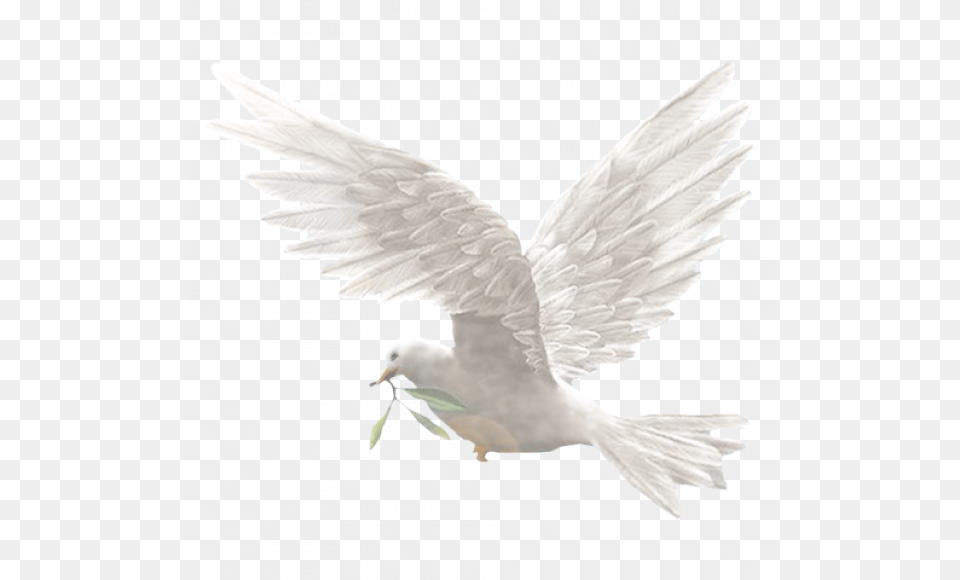Dove Bird Image With Phil 4 7 Kjv, Animal, Pigeon Free Transparent Png