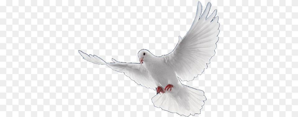 Dove Bird Lovely Usewithcredit Flying Birds Hd, Animal, Pigeon Png