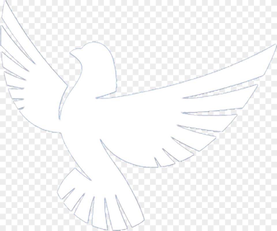 Dove Bird Of Prey, Animal, Pigeon Png Image