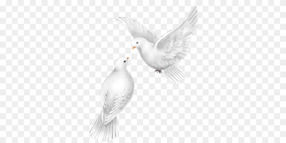 Dove Bird Pigeon Bird Feathers Beautiful Birds Palomas Para Bodas, Animal Free Png Download