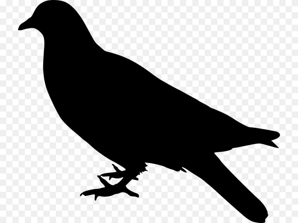 Dove Bird Silhouette Animal Avian Emblem Farm Bird Stand, Gray Png