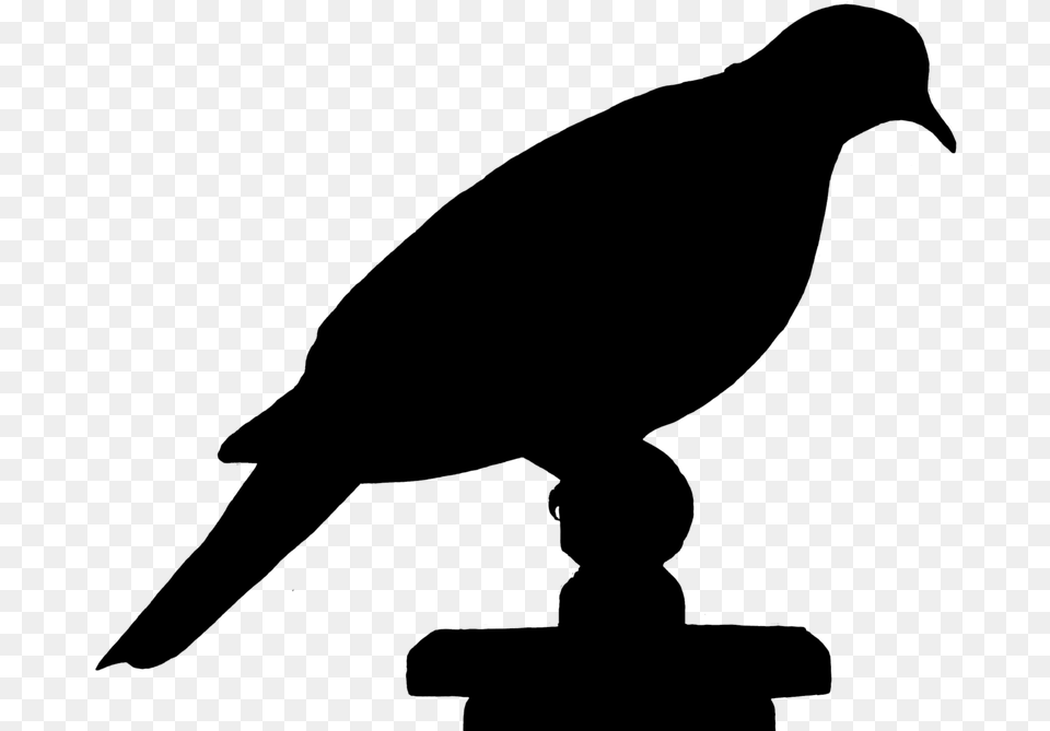Dove Bird Silhouette Siluet Burung, Gray Png Image