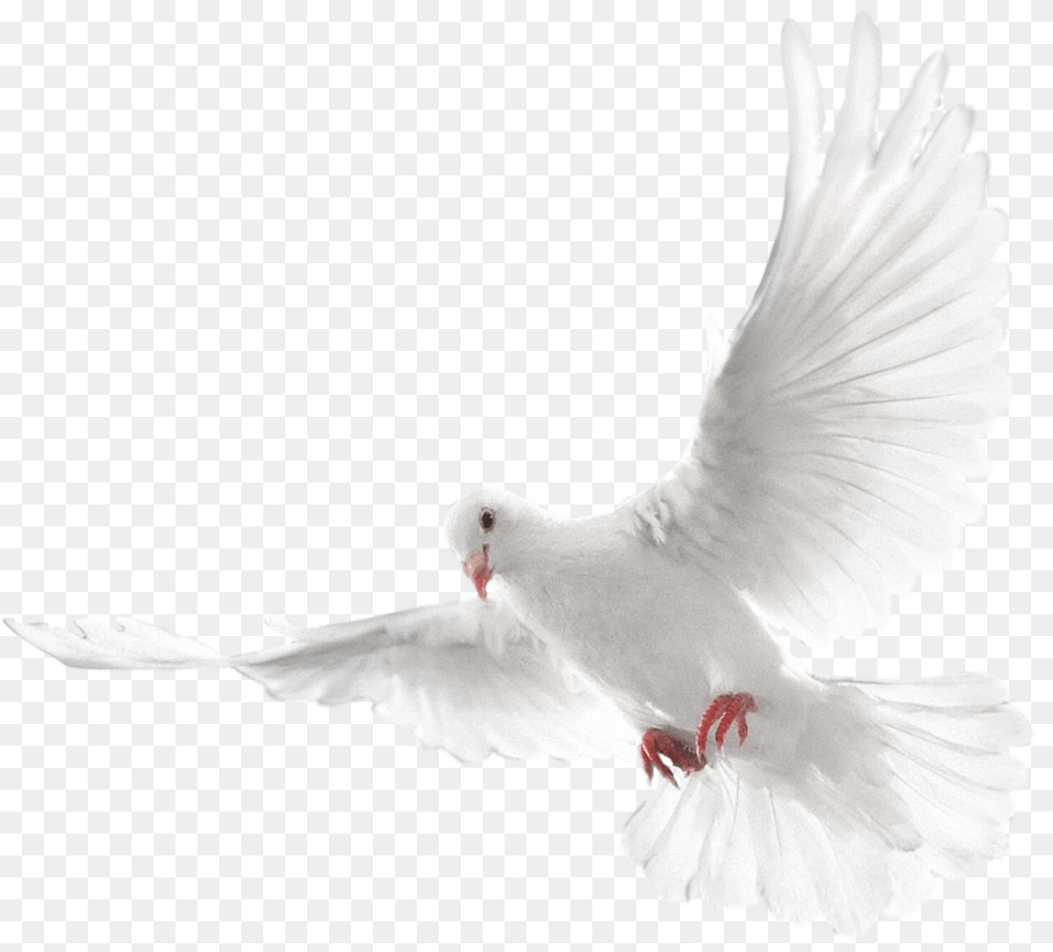 Dove Bird Group Ecmaiou003c, Animal, Pigeon Free Transparent Png
