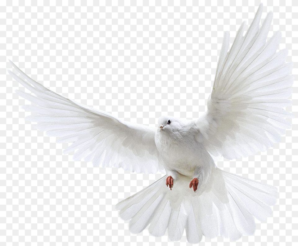 Dove Bird Transparent Group Ecmaiou003c Png