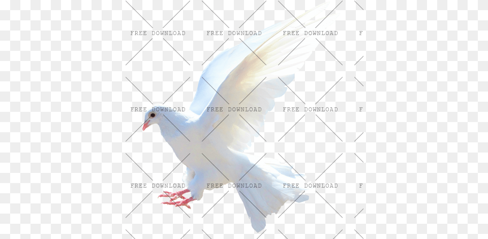 Dove Bird With Transparent Background Photo, Animal, Pigeon, Person Png