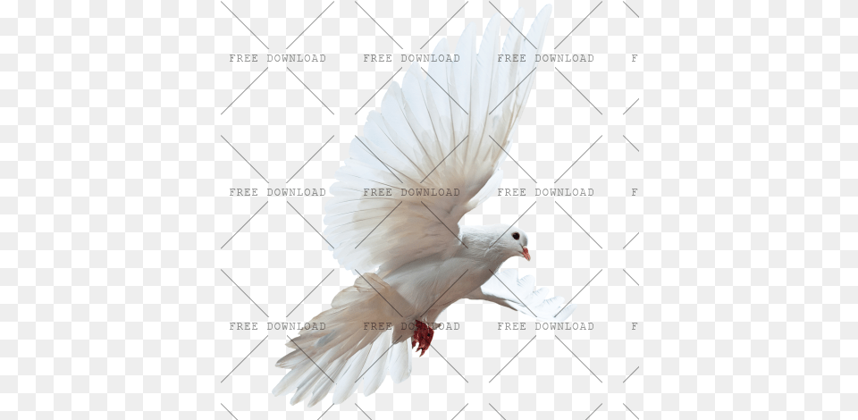Dove Bird With Parrot Birds White, Animal, Pigeon Free Transparent Png