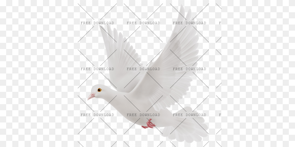 Dove Bird With Transparent Stock Dove, Animal, Pigeon Png