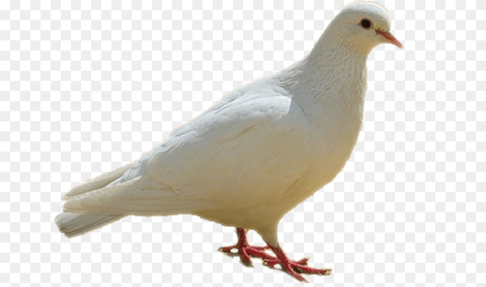 Dove Birds White Birds Images Hd, Animal, Bird, Pigeon Free Transparent Png