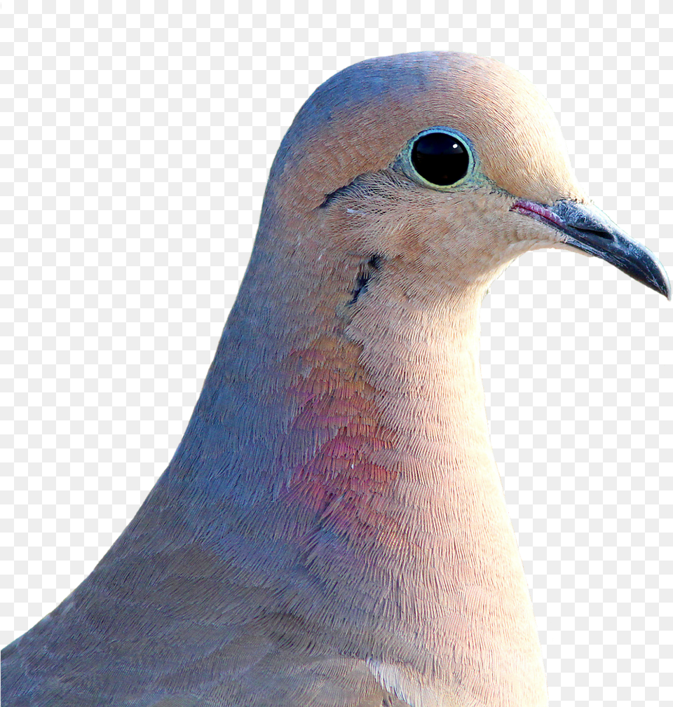 Dove City Pigeon Collared Mourning Dove Background, Animal, Bird Png Image