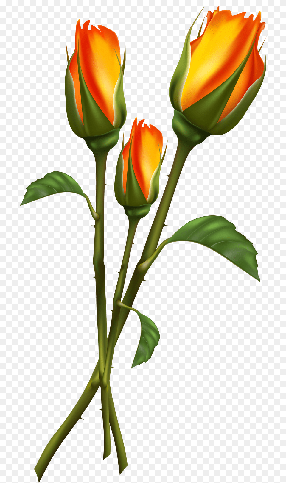 Dove Clip Art Clip Art, Flower, Plant, Rose Png