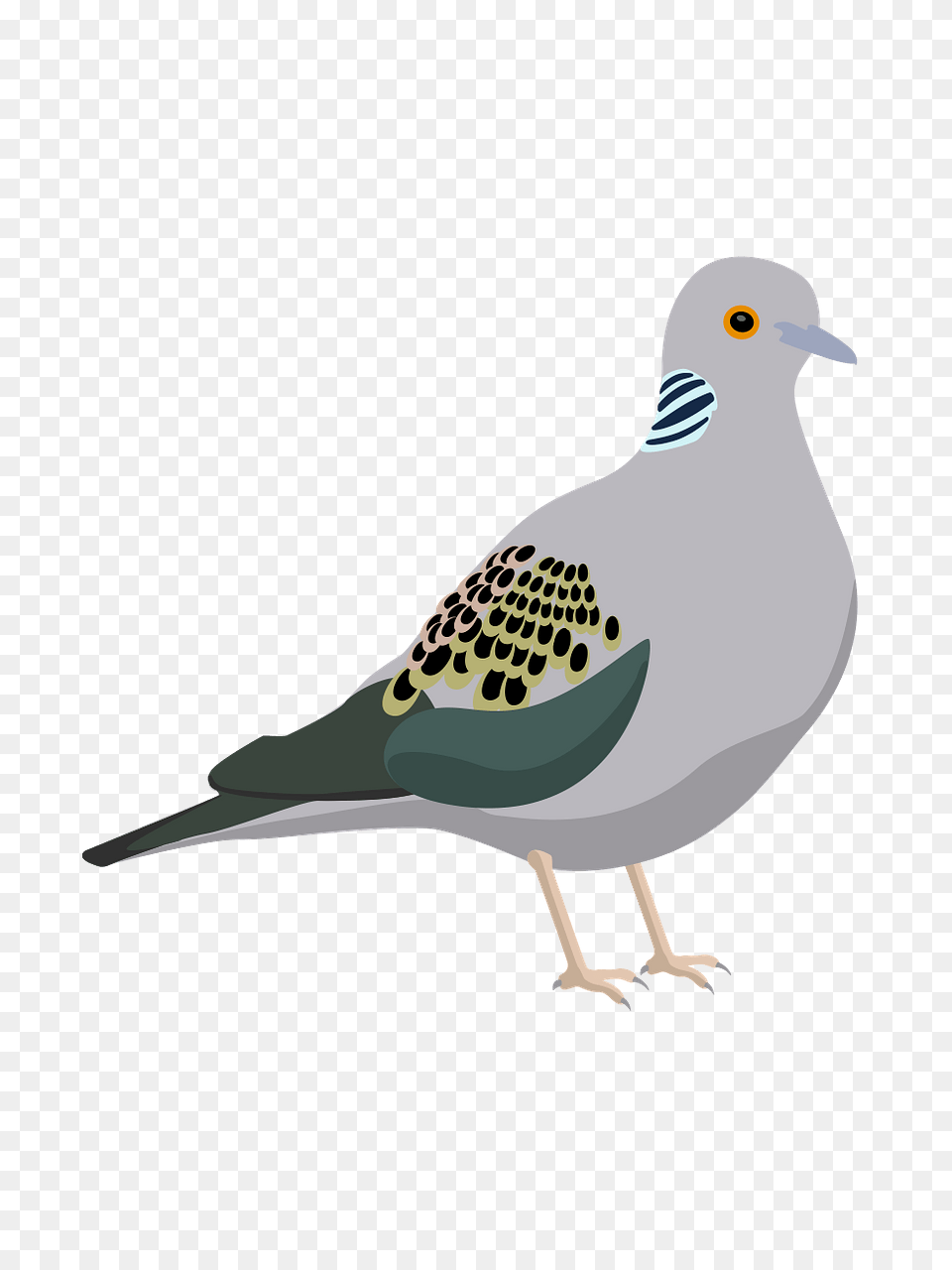 Dove Clipart, Animal, Bird, Pigeon Png Image