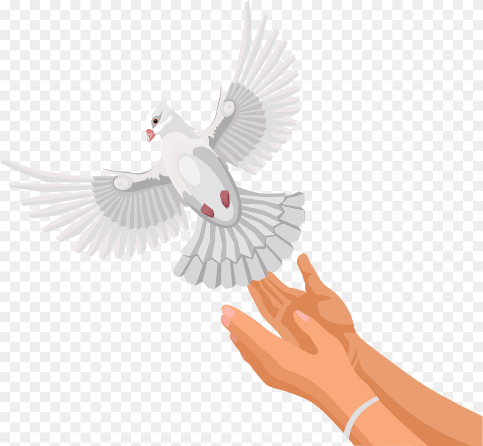 Dove Clipart, Animal, Bird, Pigeon, Person Free Transparent Png