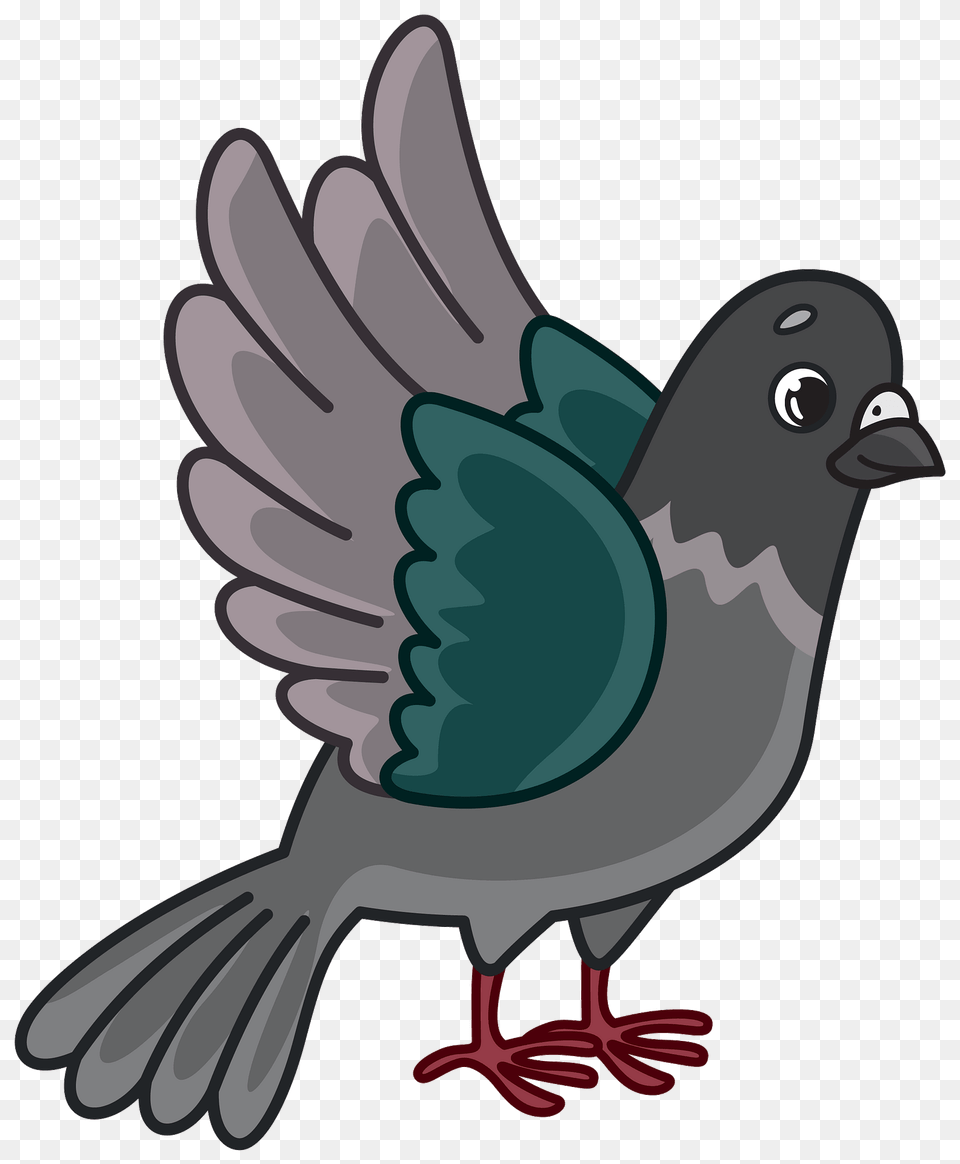 Dove Clipart, Animal, Bird, Jay, Pigeon Png