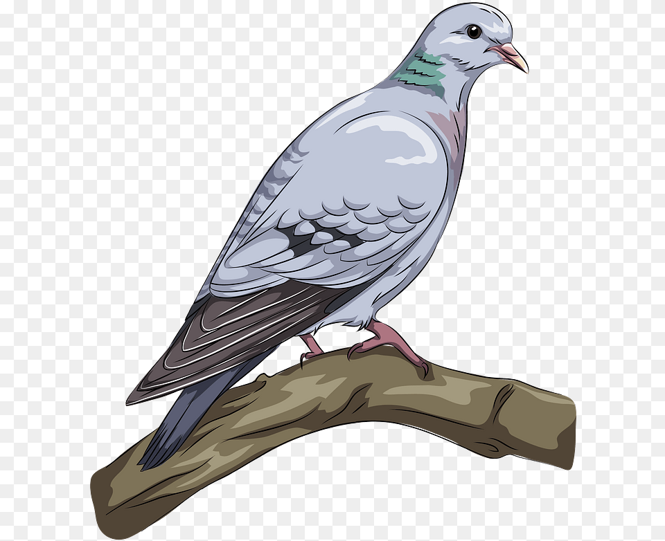 Dove Clipart, Animal, Bird, Pigeon Free Transparent Png