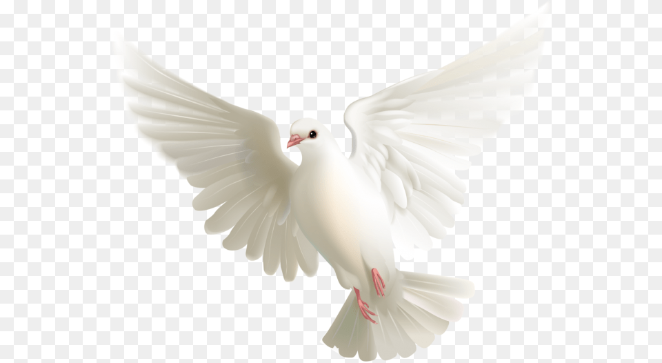 Dove Clipart Card Pomba Branca, Animal, Bird, Pigeon Png