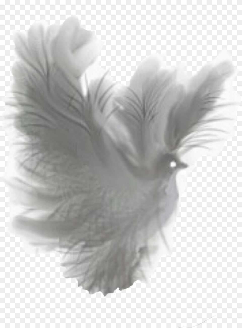 Dove Clipart Feather Transparent Fantasy, Plant, Flower, Petal, Adult Free Png Download