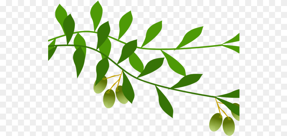 Dove Clipart Olive Branch Olive Leaf Clip Art, Herbal, Plant, Herbs, Green Free Transparent Png