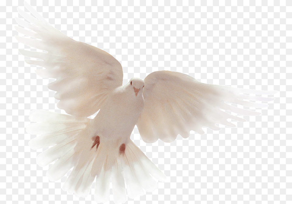 Dove Clipart Open Wing We Want Peace Not War, Animal, Bird, Pigeon Png