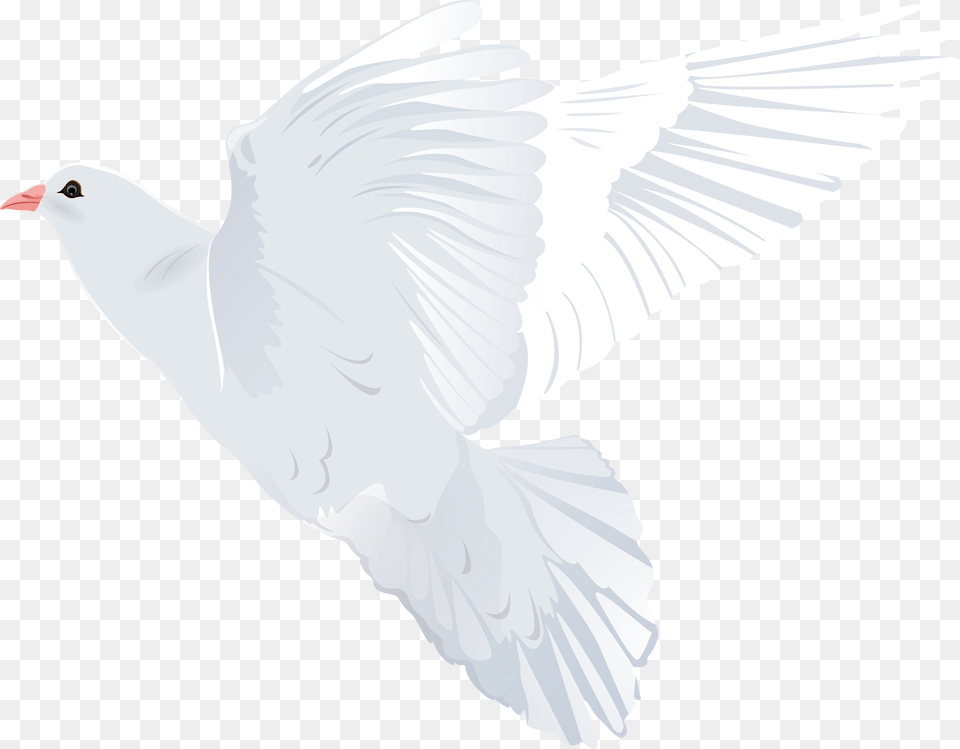 Dove Clipart White, Animal, Bird, Pigeon Free Png Download