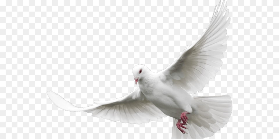 Dove Cliparts Dove, Animal, Bird, Pigeon Png