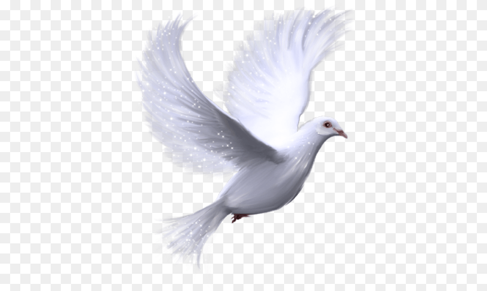 Dove Cliparts Email This Blogthis Share To Twitter White Bird Transparent Background, Animal, Pigeon Png