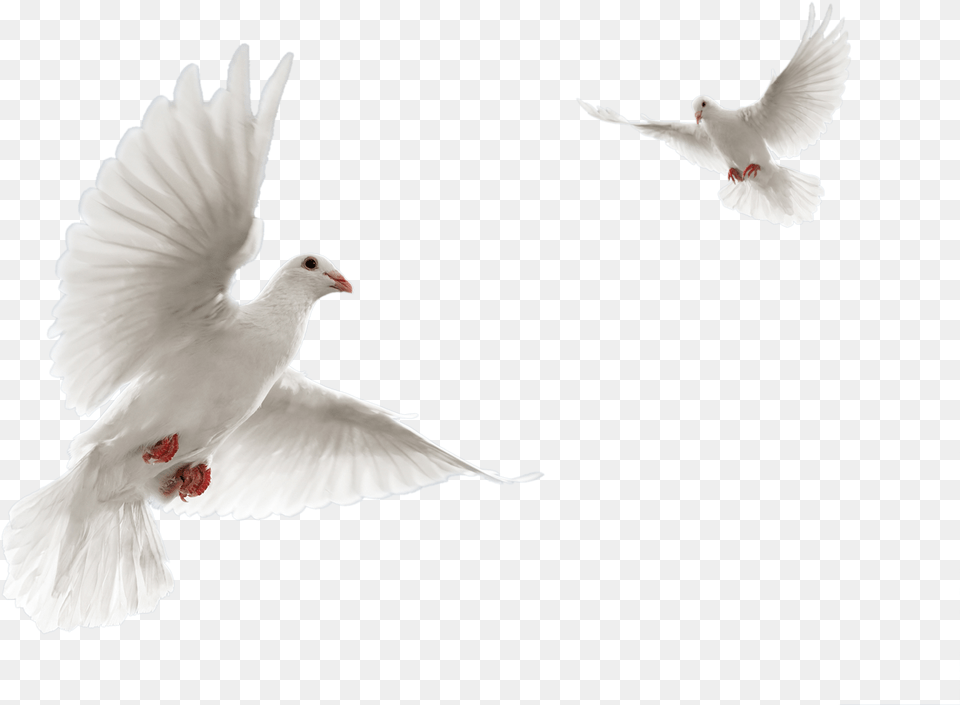 Dove Definition Backgrounds, Animal, Bird, Pigeon Png Image