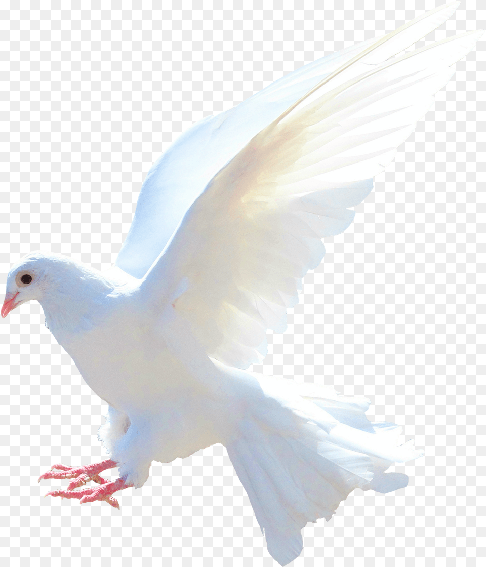 Dove Dove Dove, Animal, Bird, Pigeon Free Transparent Png