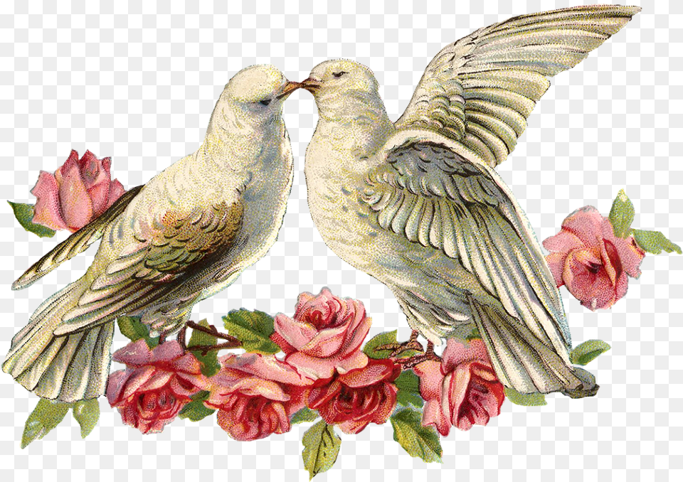 Dove Dove For Wedding, Flower, Plant, Rose, Animal Free Png