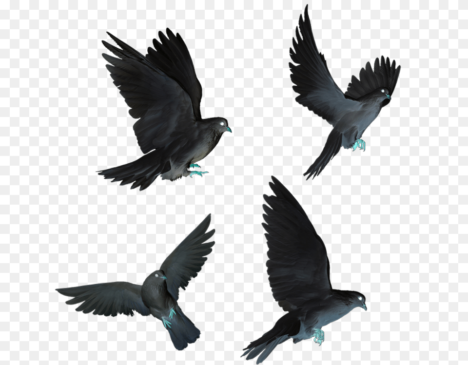 Dove Doves Black Flying Birds Fly Birds Fly, Animal, Bird, Pigeon Free Png Download