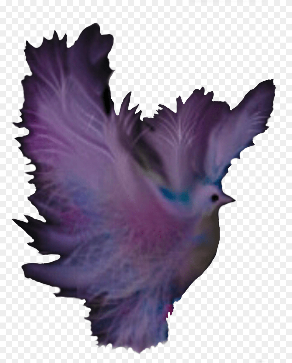 Dove Fantasy Multicolor Dreams Icons, Animal, Bird, Pigeon, Person Free Png