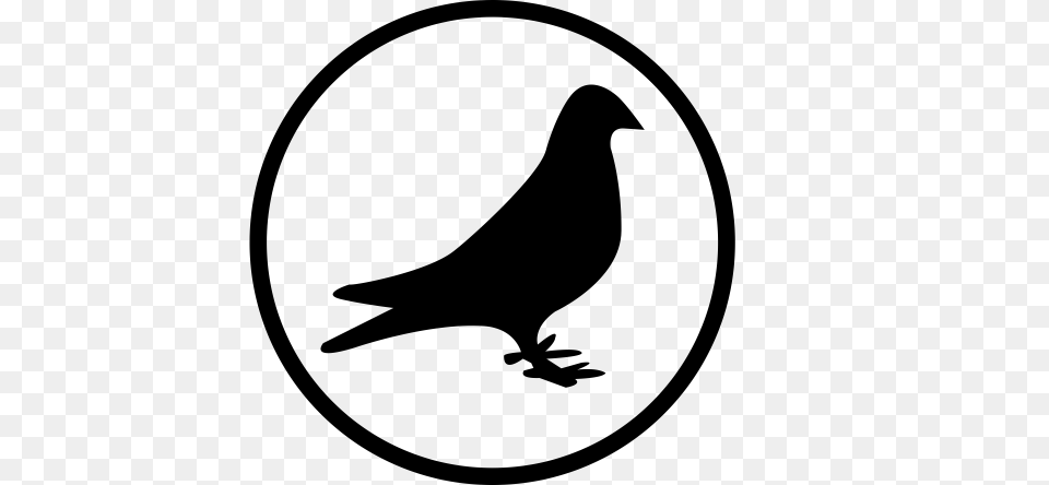 Dove Feral Pigeon Icon With And Vector Format For, Gray Png Image