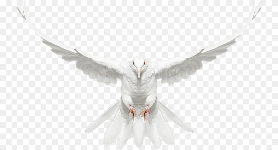 Dove Flying Flying White Dove, Animal, Bird, Pigeon, Person Free Png