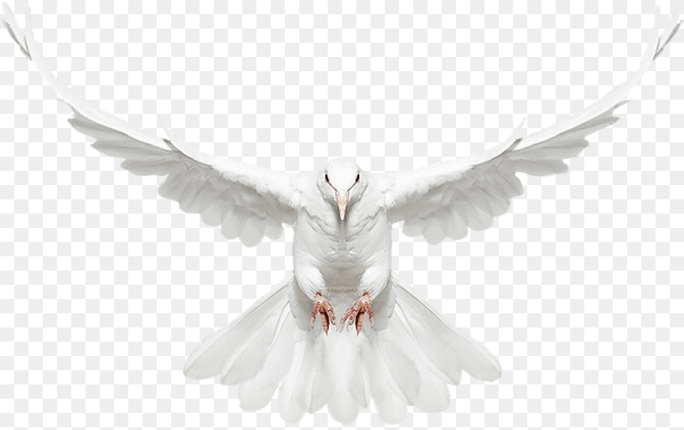 Dove Flying White Dove Flying, Animal, Bird, Pigeon Png