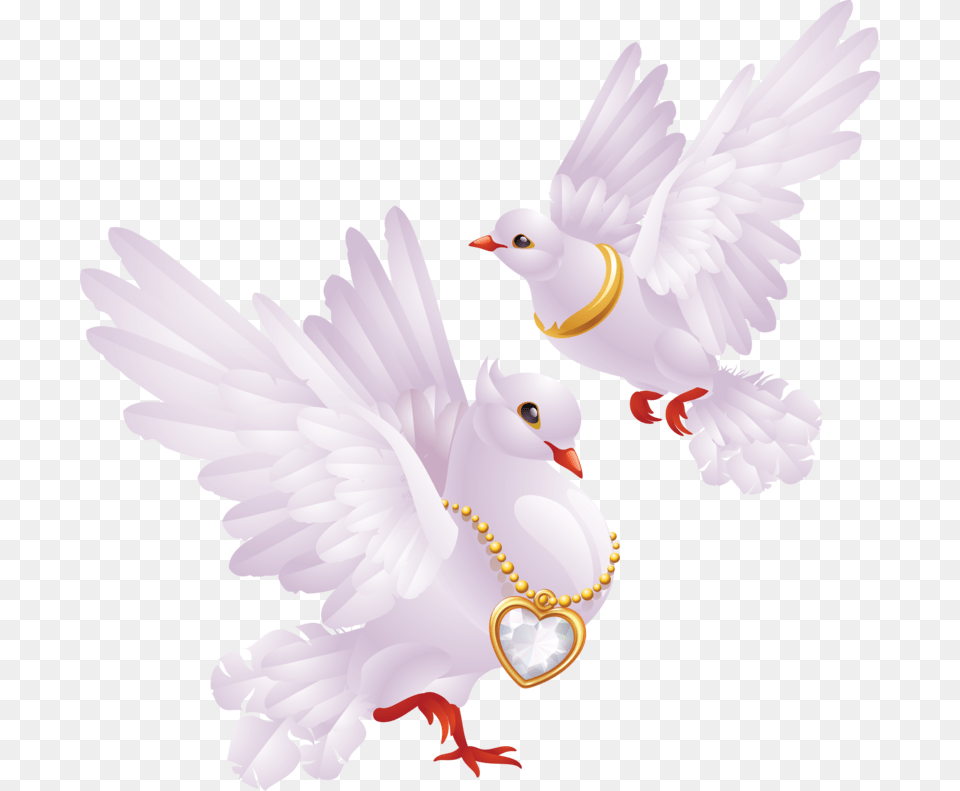 Dove For Wedding, Animal, Bird, Pigeon Free Png